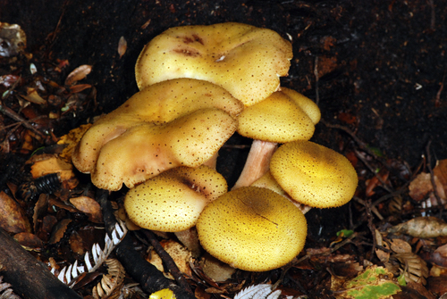 Armillaria limonea — photo
