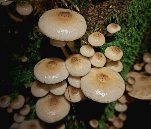 Armillaria limonea