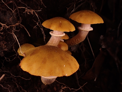 Armillaria luteobubalina — photo