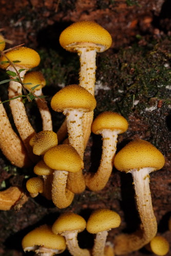 Armillaria luteobubalina — photo