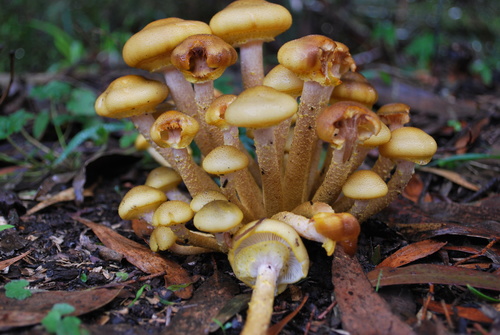 Armillaria luteobubalina
