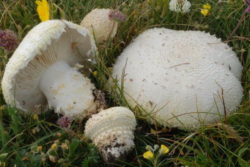 Armillaria luteovirens — photo