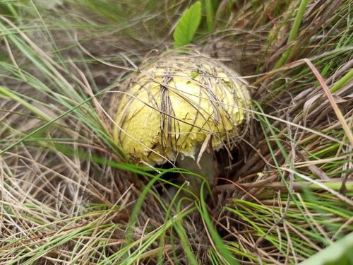 Armillaria luteovirens — photo