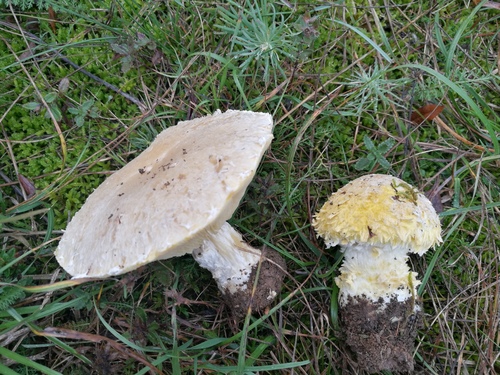Armillaria luteovirens
