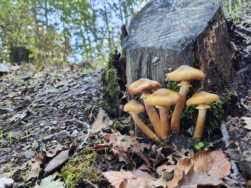 Armillaria mellea — photo 2