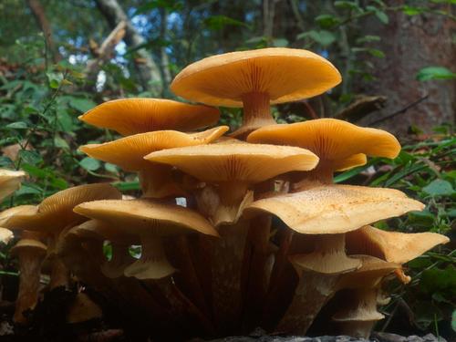 Boot-lace fungus