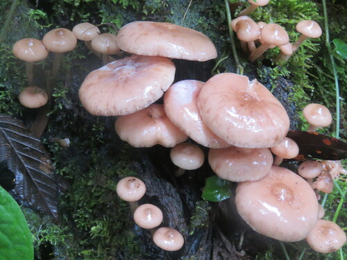 Armillaria novae-zelandiae (Honey mushroom) — photo