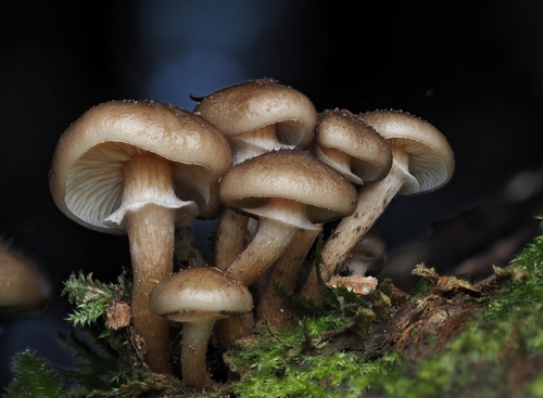 Armillaria novae-zelandiae (Honey mushroom) — photo