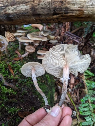 Armillaria novae-zelandiae