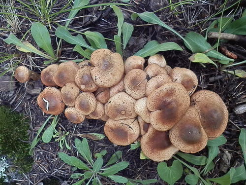 Armillaria ostoyae (Honey mushroom) — photo