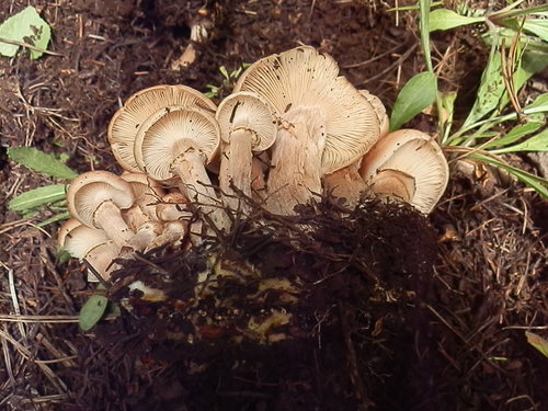 Armillaria ostoyae (Honey mushroom) — photo