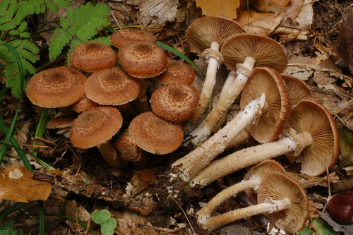 Armillaria ostoyae