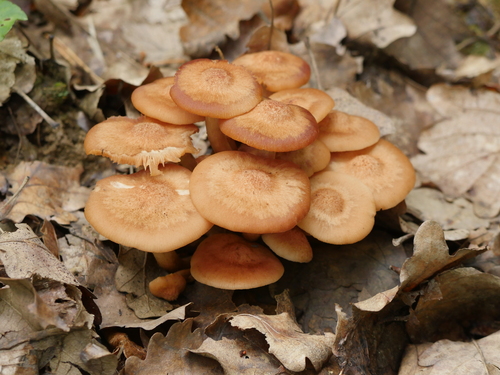 Armillaria tabescens (Ringless armillaria) — photo