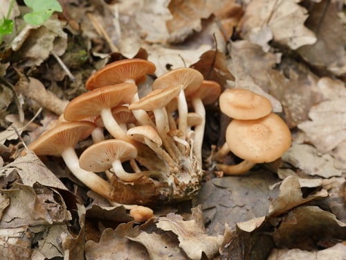 Armillaria tabescens (Ringless armillaria) — photo