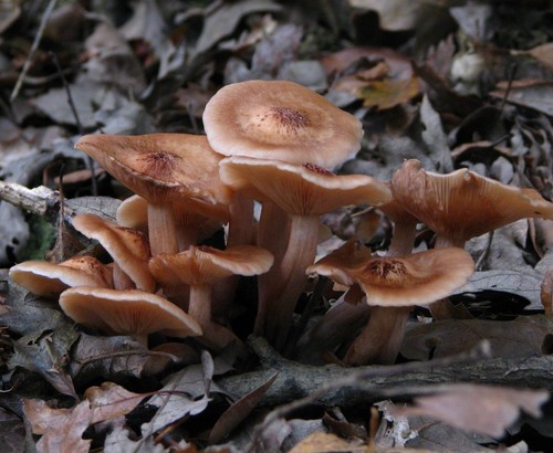 Armillaria tabescens