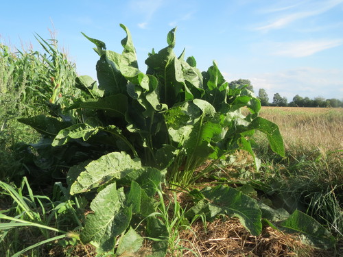 Armoracia rusticana (Horseradish) — photo