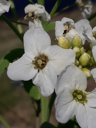 Armoracia sisymbrioides (Russian wild horseradish) — photo