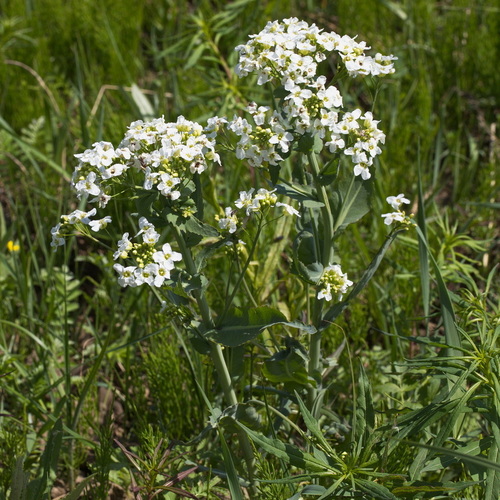 Armoracia sisymbrioides (Russian wild horseradish) — photo