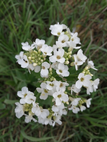 Armoracia sisymbrioides