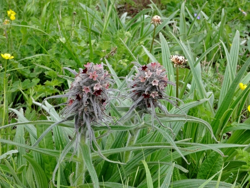 Arnebia benthamii (Himalayan arnebia) — photo
