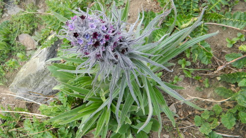 Arnebia benthamii