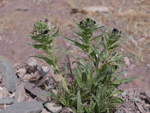 Arnebia euchroma