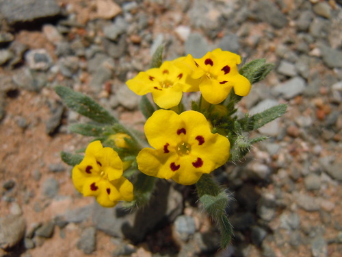 Arnebia guttata