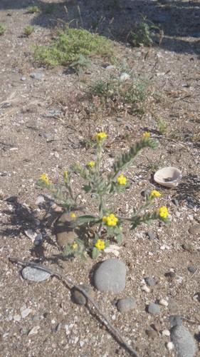 Arnebia hispidissima (Arabian primrose) — photo