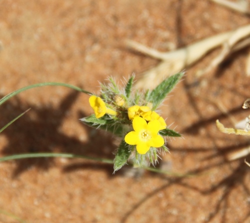 Arnebia hispidissima