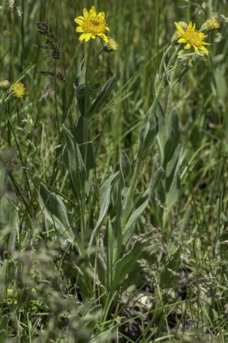 Arnica chamissonis (Leafy leopardsbane) — photo