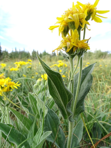 Arnica chamissonis (Leafy leopardsbane) — photo
