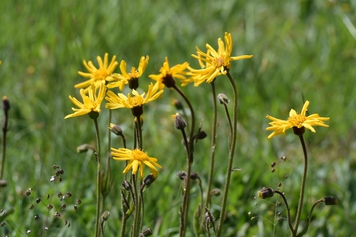 Arnica montana (European montana) — photo