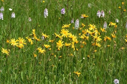 Arnica montana (European montana) — photo