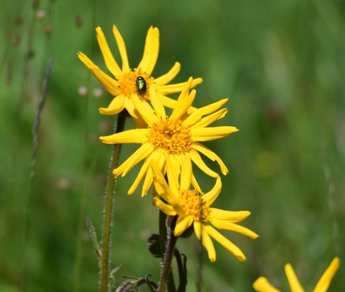 Arnica montana