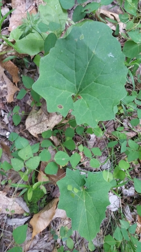 Arnoglossum atriplicifolium (Pale Indian-plantain) — photo