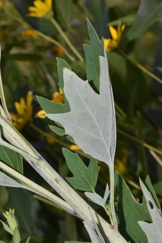 Arnoglossum atriplicifolium (Pale Indian-plantain) — photo