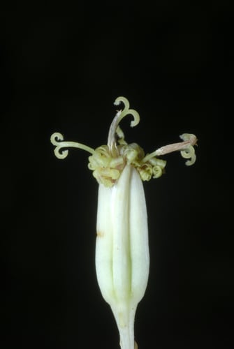 Arnoglossum atriplicifolium