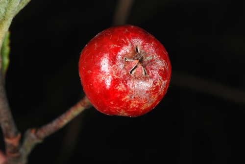 Aronia arbutifolia (Red Chokeberry) — photo