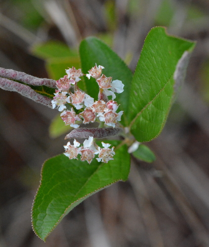 Aronia arbutifolia (Red Chokeberry) — photo