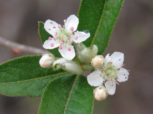 Aronia arbutifolia