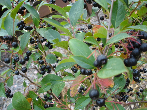 Aronia melanocarpa (Black chokeberry) — photo