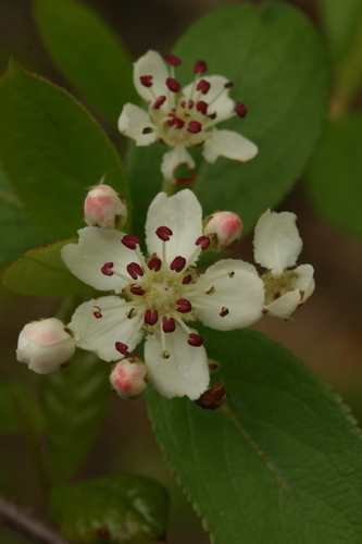 Aronia melanocarpa (Black chokeberry) — photo