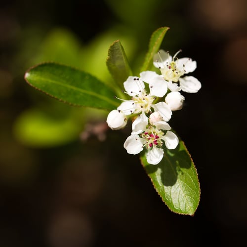 Aronia melanocarpa