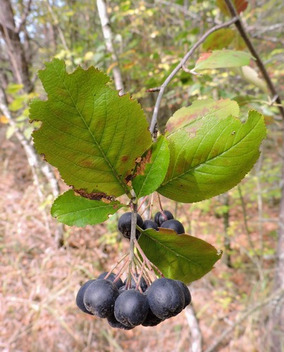 Aronia mitschurinii — photo