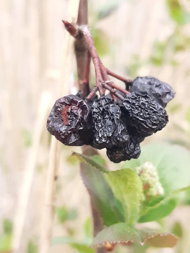 Aronia mitschurinii — photo