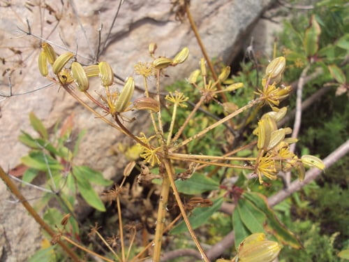 Arracacia peruviana