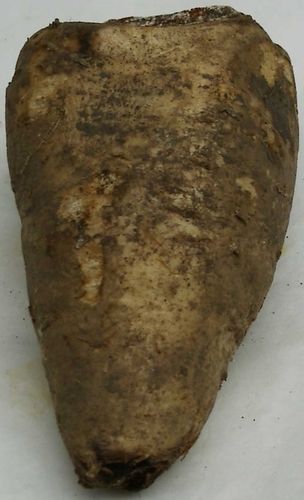 Arracacia xanthorrhiza (Peruvian parsnip) — photo