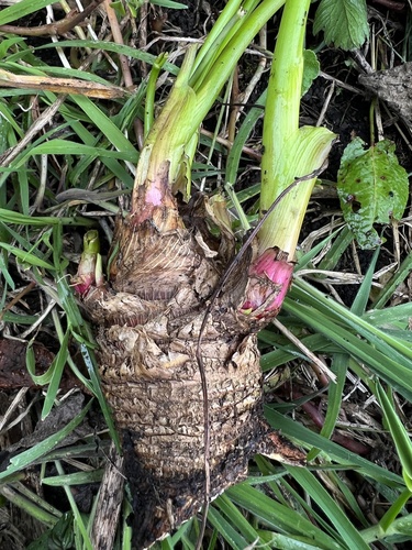 Arracacia xanthorrhiza (Peruvian parsnip) — photo