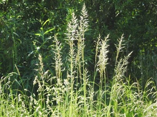 Arrhenatherum elatius subsp. bulbosum — photo
