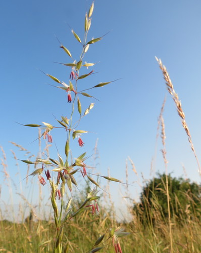 Arrhenatherum elatius subsp. bulbosum — photo